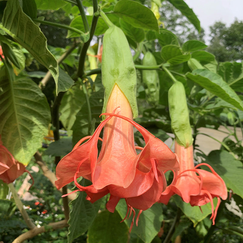 Angel’s Trumpet ‘Mitzy’s Kiss’ (Brugmansia hybrid)