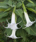 Angel’s Trumpet ‘Moonlight Glow’ (Brugmansia hybrid)