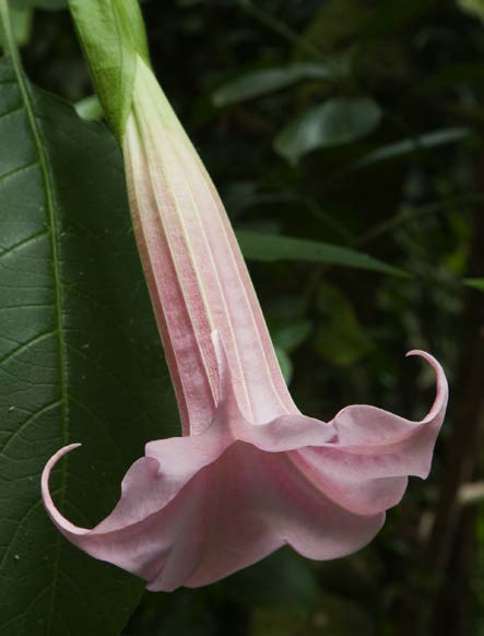 Angel’s Trumpet ‘Logee's Pink Champagne’ (Brugmansia hybrid)