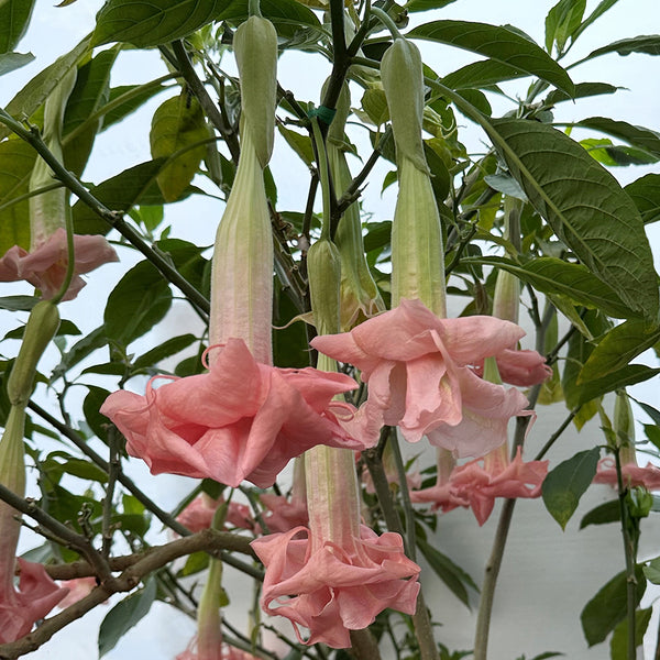 Angel's Trumpet 'Pinkie's Wish' For Sale – Logee's Plants
