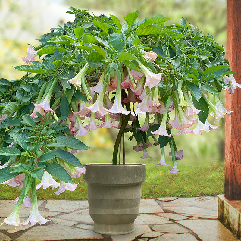 Angel’s Trumpet ‘Pink Pastel’ (Brugmansia hybrid)
