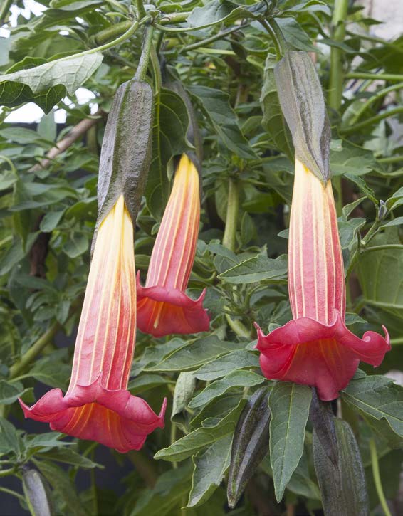 Angel’s Trumpet ‘Red Dancer’ (Brugmansia hybrid)
