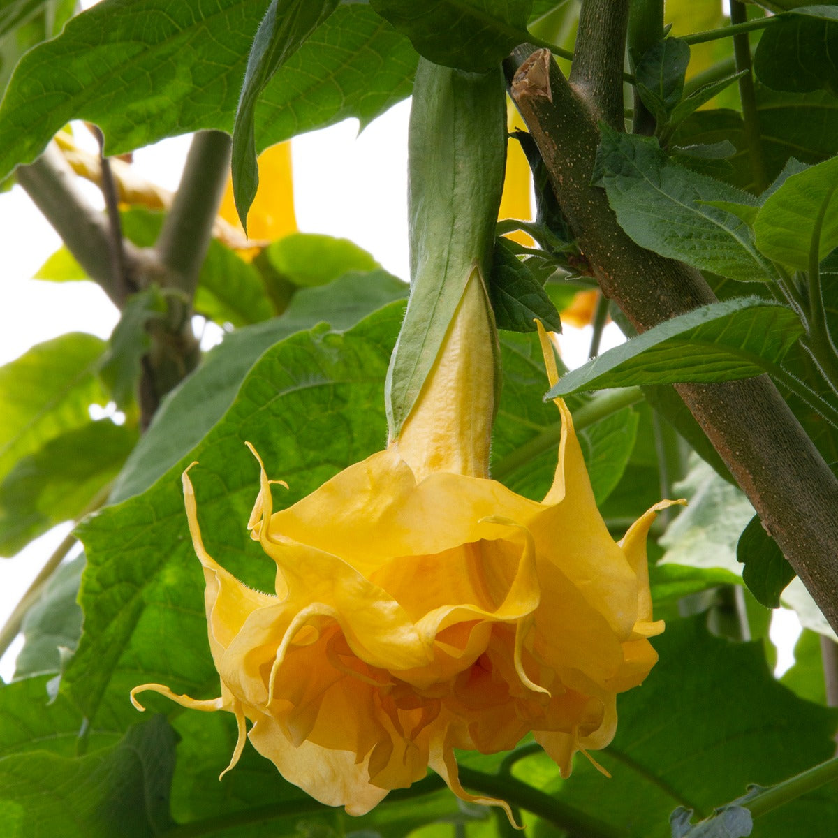 Angel’s Trumpet ‘Sommer’s Centennial Belle’ (Brugmansia hybrid)