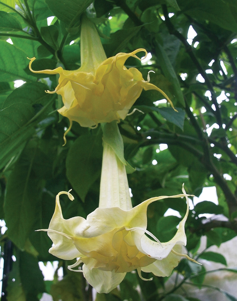 Angel’s Trumpet ‘Swingtime Lady’ (Brugmansia hybrid)