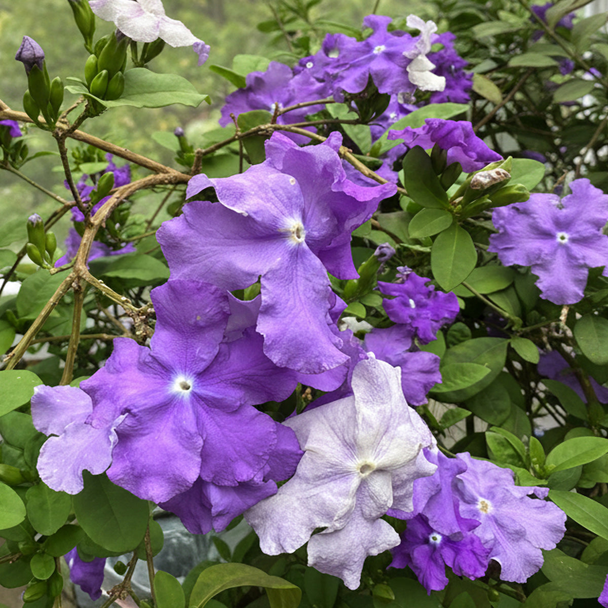Brunfelsia 'Jim's Giant' (Brunfelsia magnifica floribunda cv. 'Jim's Giant')