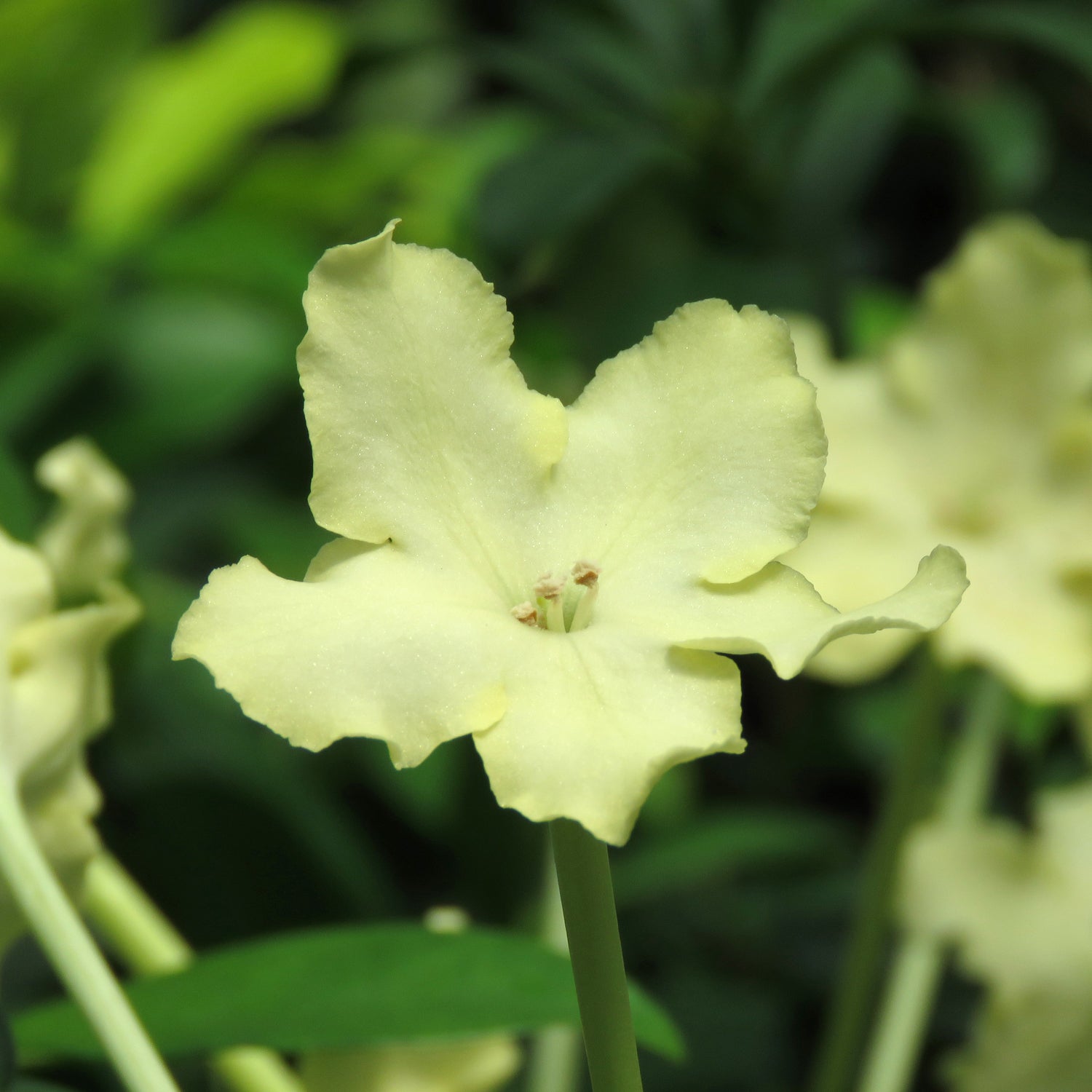 Cuban Raintree (Brunfelsia nitida)