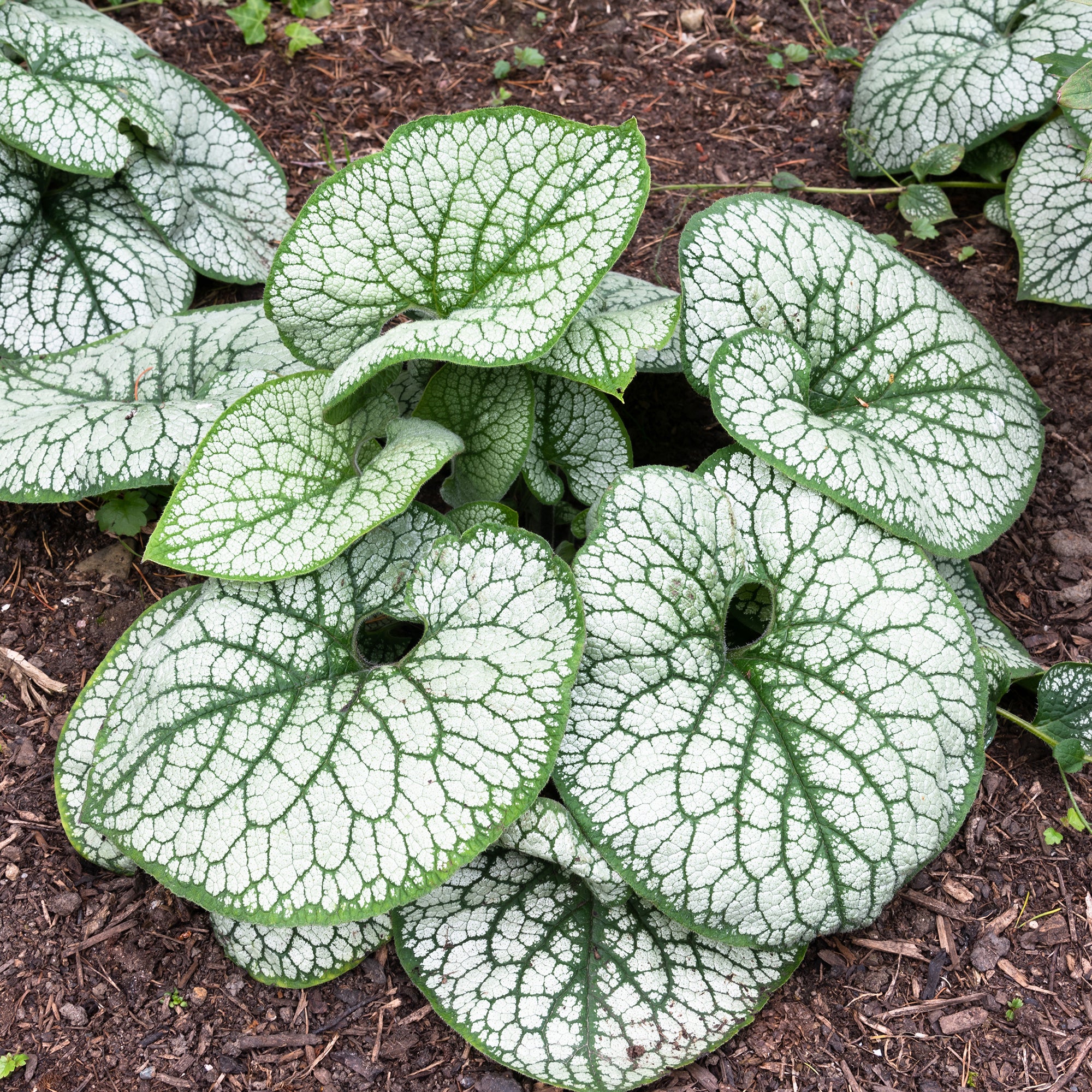 Brunnera ‘Sea Heart’ PP (Brunnera macrophylla)