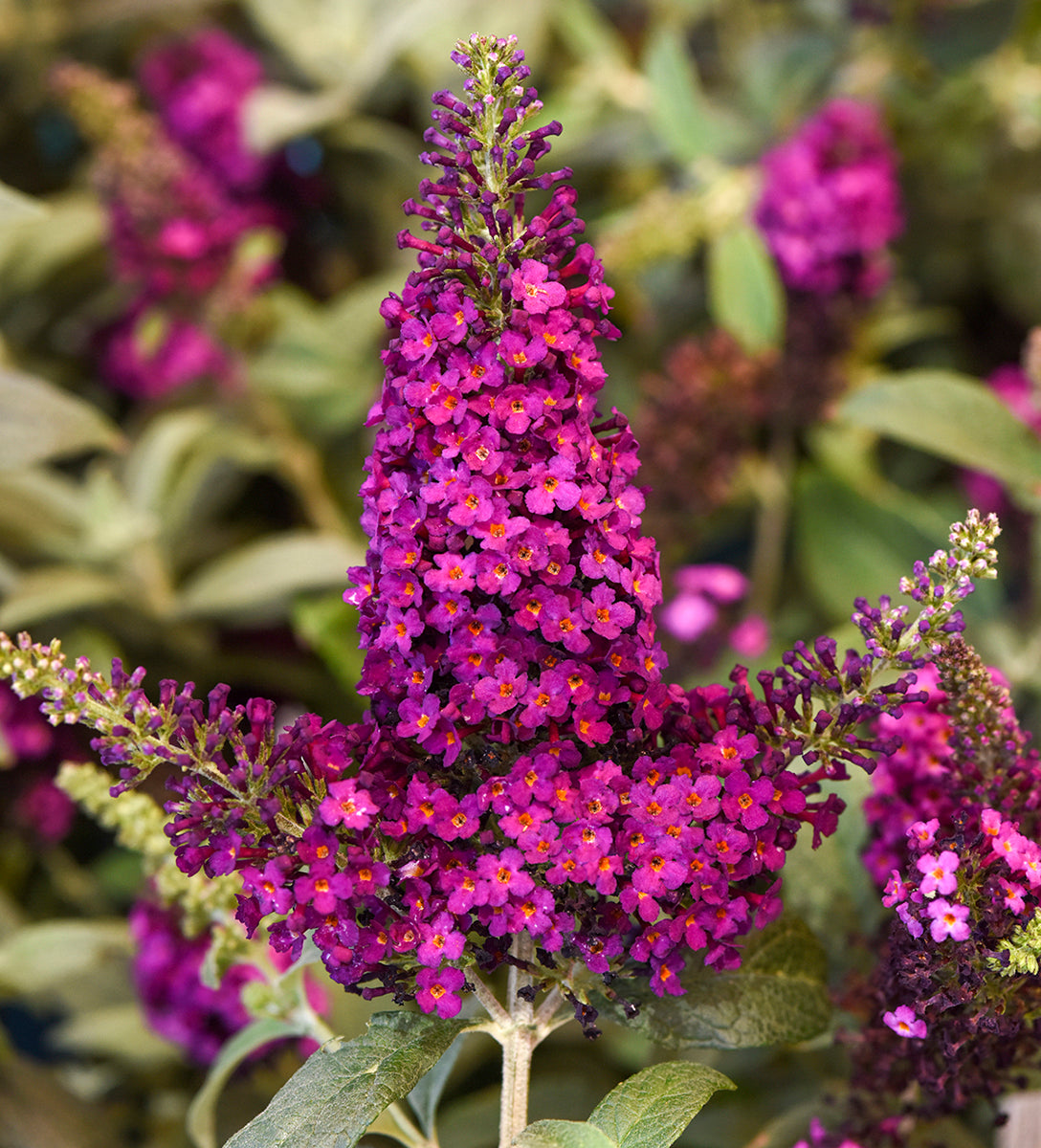Buddleia Chrysalis™ Cranberry PP (Buddleia hybrid)