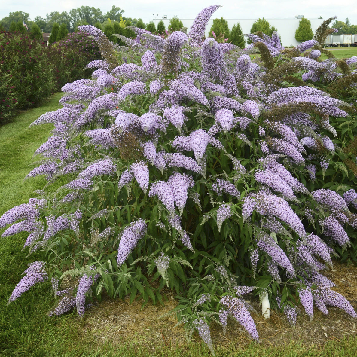 Buddleia ‘Grand Cascade’ PP (Buddleia hybrid)