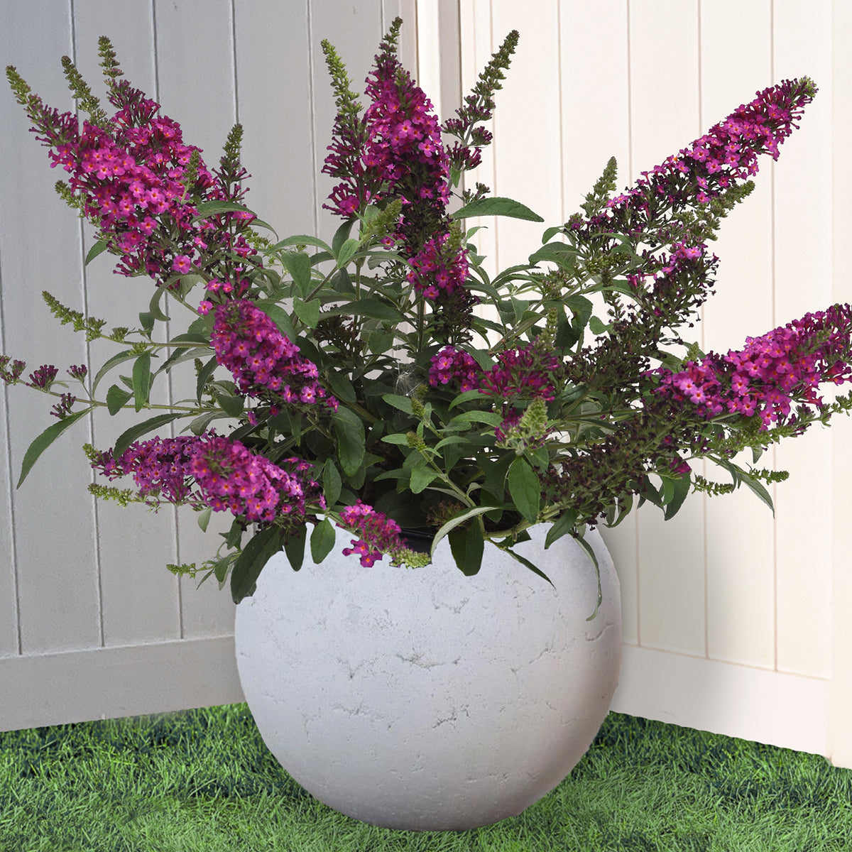 Buddleia Chrysalis™ Cranberry PP (Buddleia hybrid)