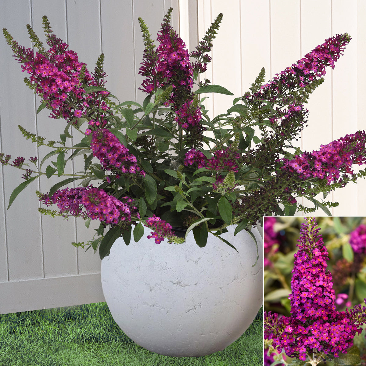 Buddleia Chrysalis™ Cranberry PP (Buddleia hybrid)