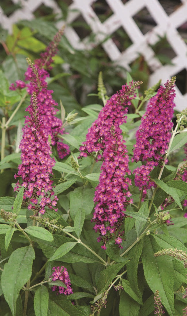 Butterfly Bush 'CranRazz' PPAF (Buddleia davidii hybrid)