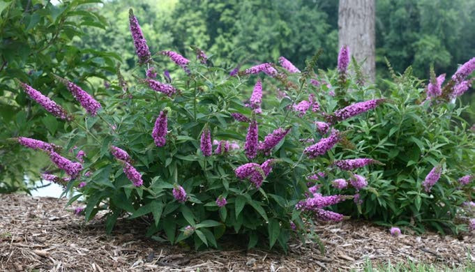 Butterfly Bush Lo & Behold ‘Pink Micro Chip’ PPAF (Buddleia hybrid)