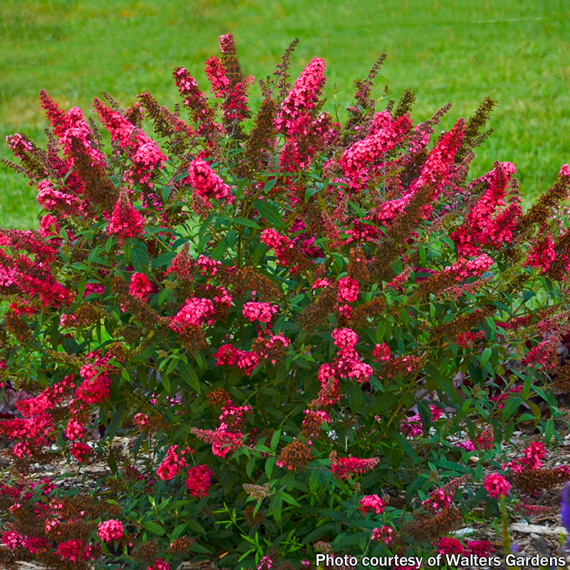 Buddleia ‘Prince Charming’ PP