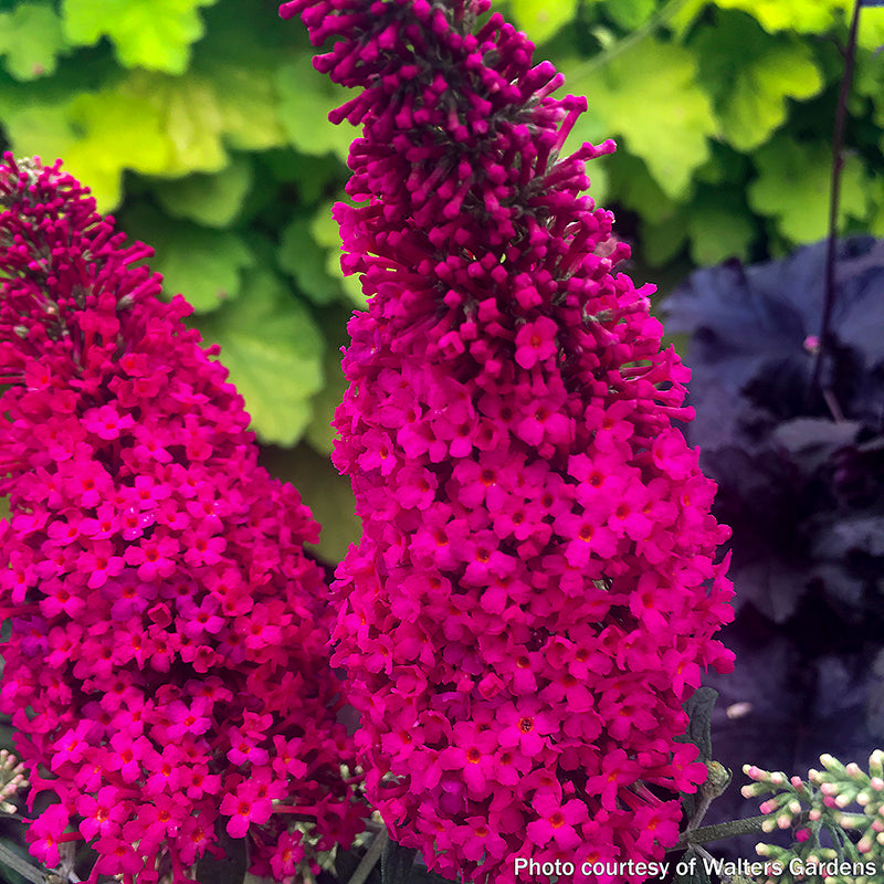Logee's Butterfly Bush Prince Charming