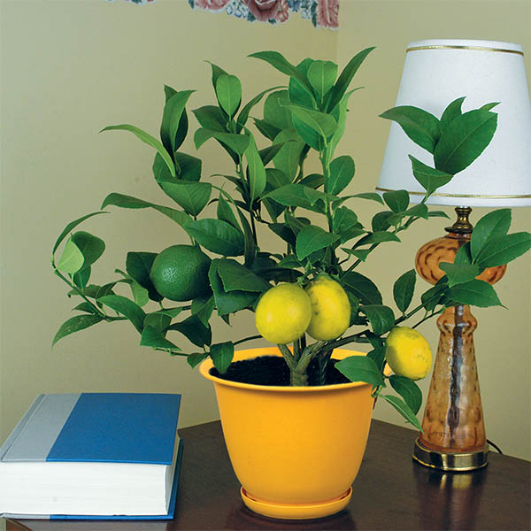 Meyer Lemon Tree (Citrus limon)