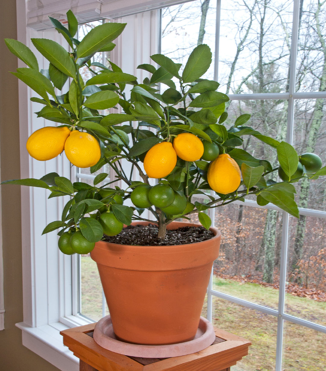 Meyer Lemon Tree (Citrus limon)