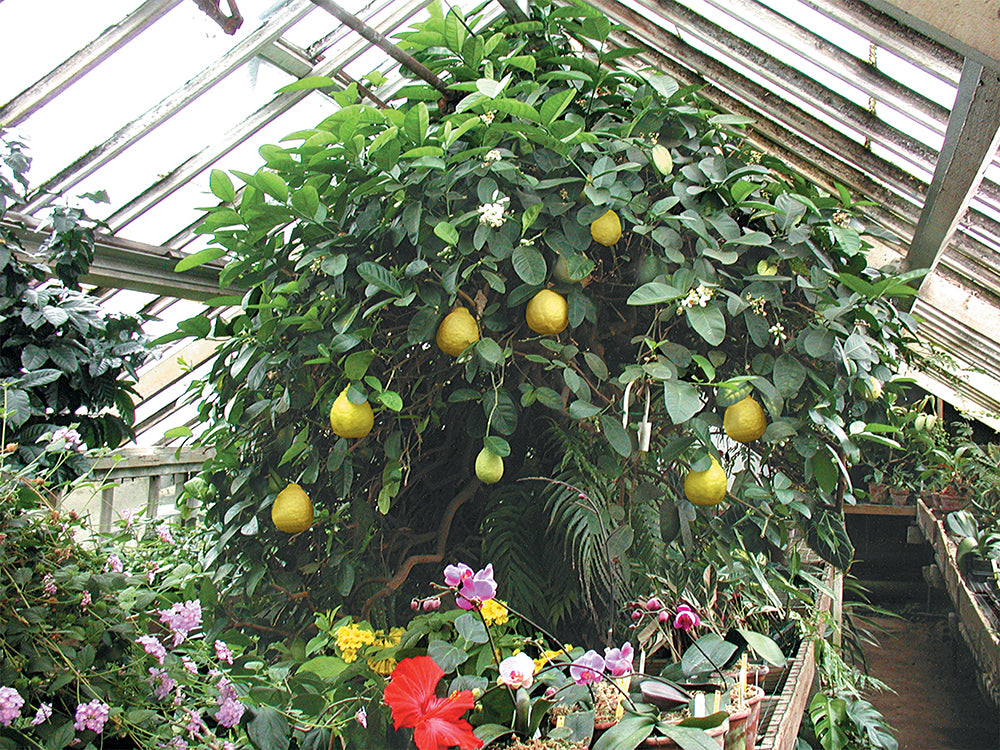 Ponderosa Lemon Tree (Citrus limon)