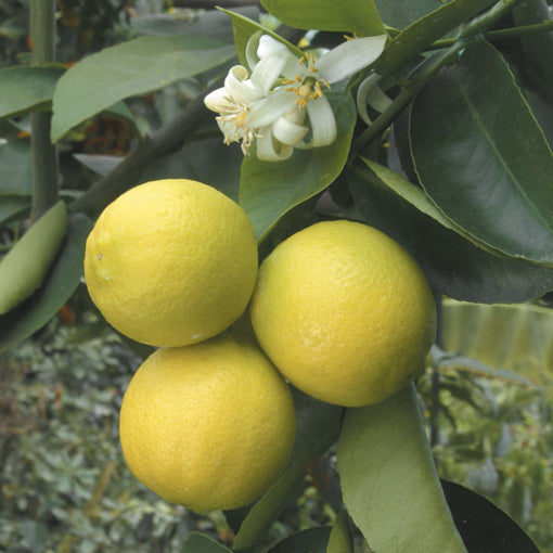 Palestine Sweet Lime Tree (Citrus aurantifolia hybrid)