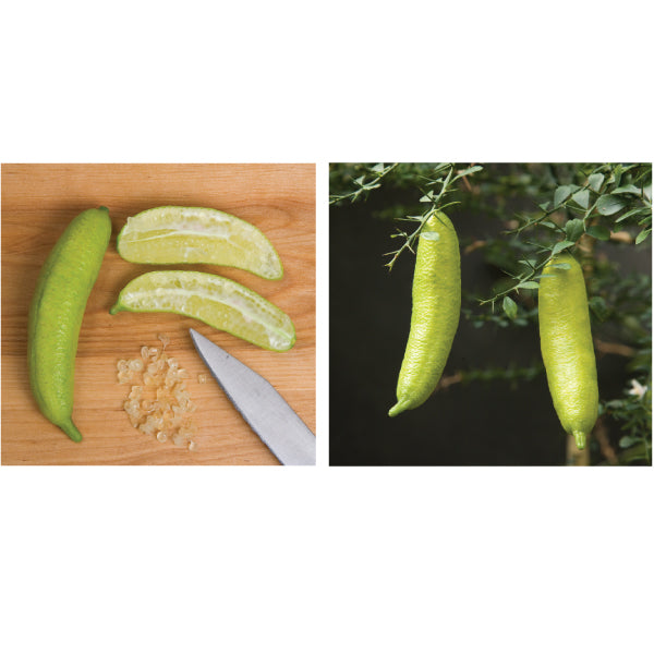 Logee's Australian Finger Lime Tree
