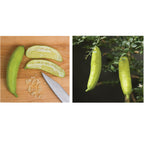 Australian Finger Lime Tree (Citrus australasica)