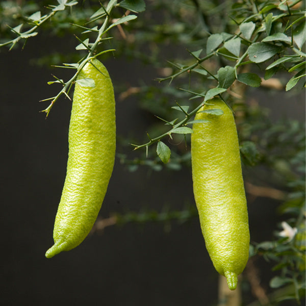 Logee's Australian Finger Lime Tree - Thumbnail 2