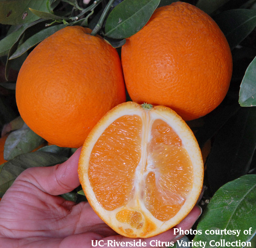 Citrus ‘Autumn Gold’ Late Navel (Citrus sinensis)