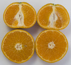 Citrus Shasta Gold™ Mandarin PP (Citrus reticulata hybrid)