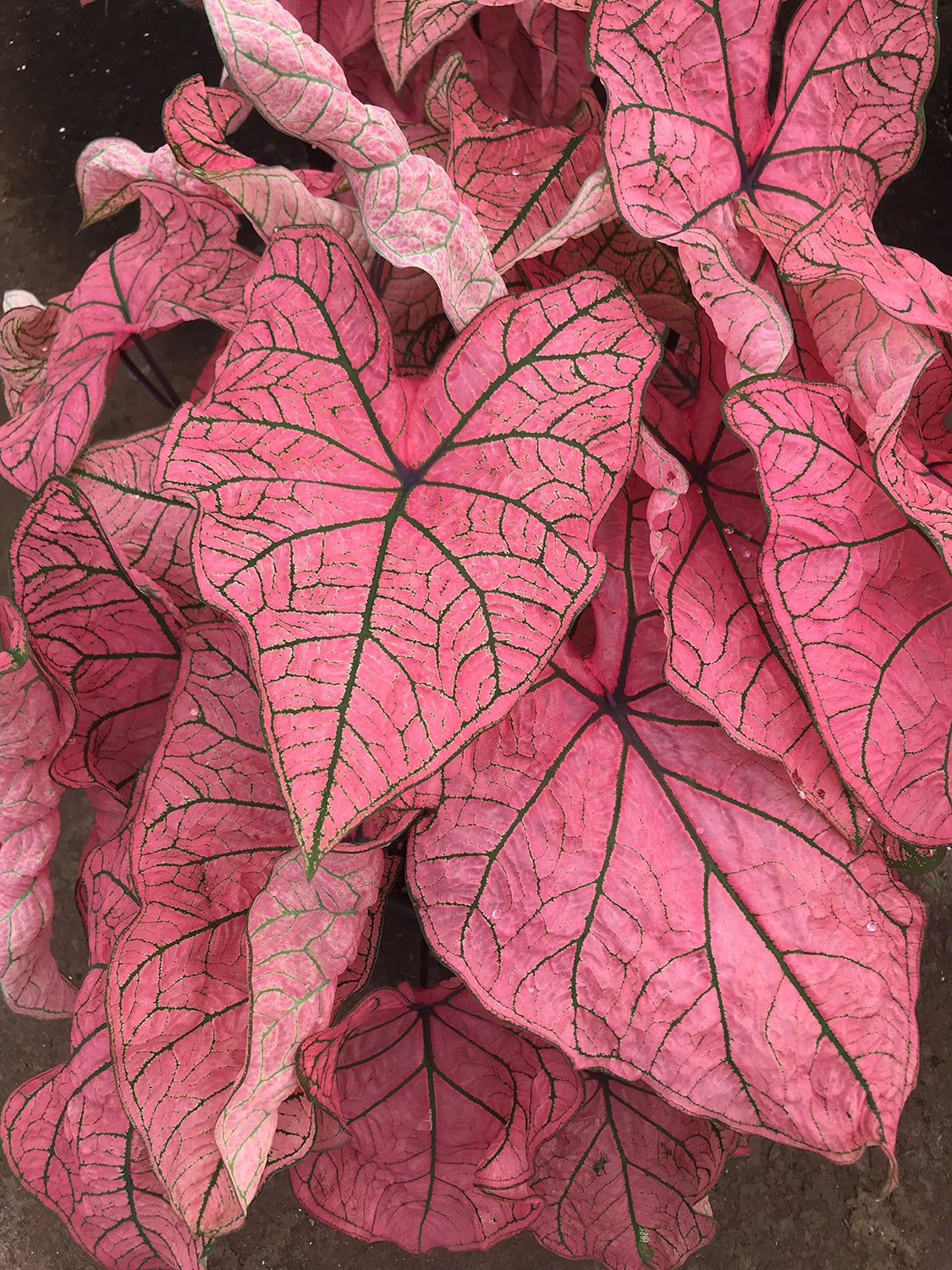 Caladium ‘Spring Fling’ (Caladium hybrid)