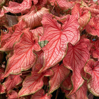 Kaladium™ Fairytale Princess™ PP (Caladium Fairytale Princess™ ‘UF 4412’)
