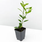 Calamondin Orange Tree (Citrus x citrofortunella mitis)