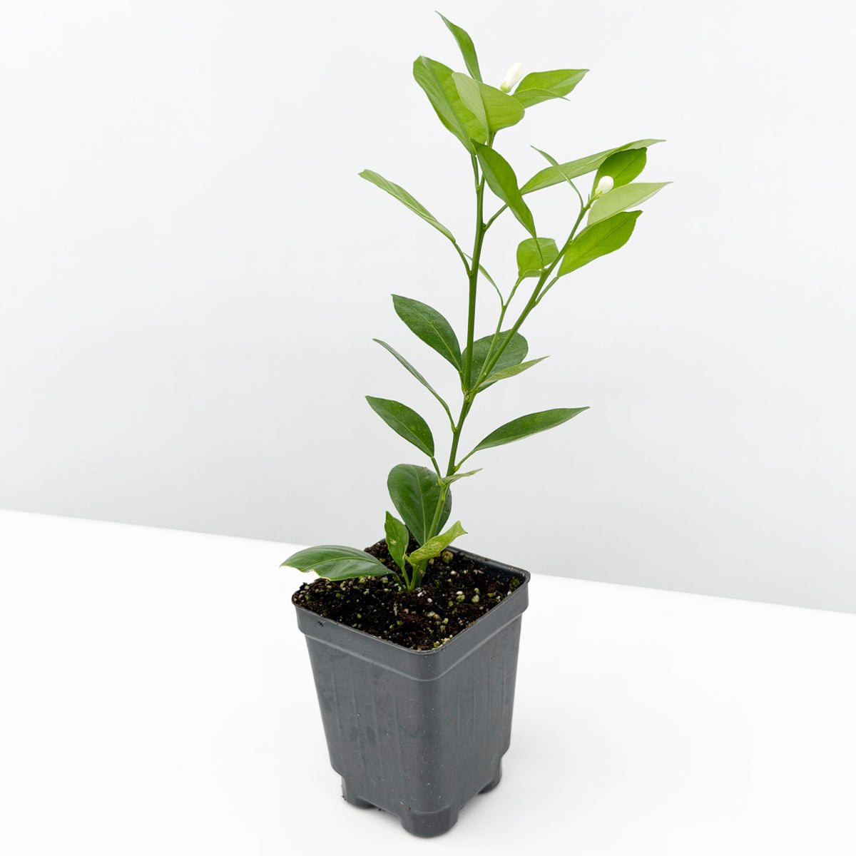 Calamondin Orange Tree (Citrus x citrofortunella mitis)