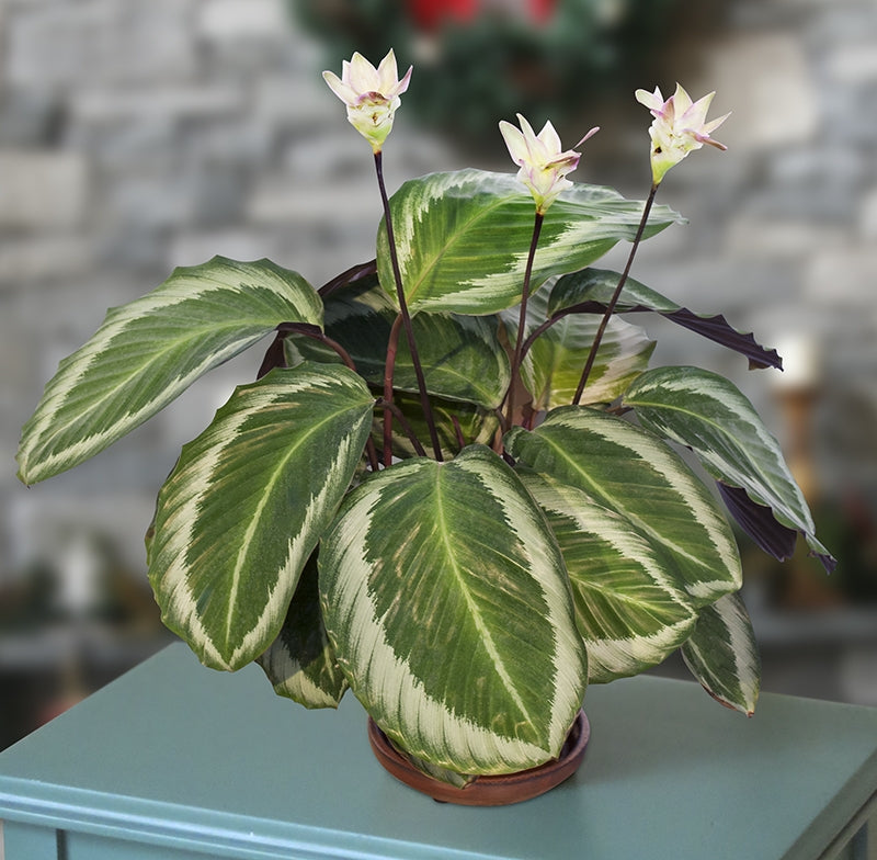 Calathea ‘Cobra Pink’ PP (Calathea Bicajoux® ‘Cobra Pink’)