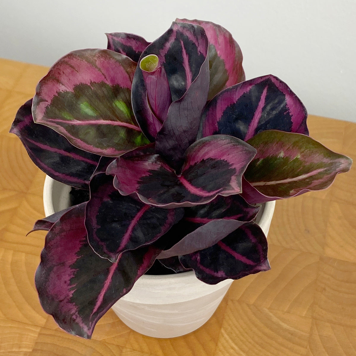 Calathea ‘Princess Jessie’ PP (Calathea roseopicta)