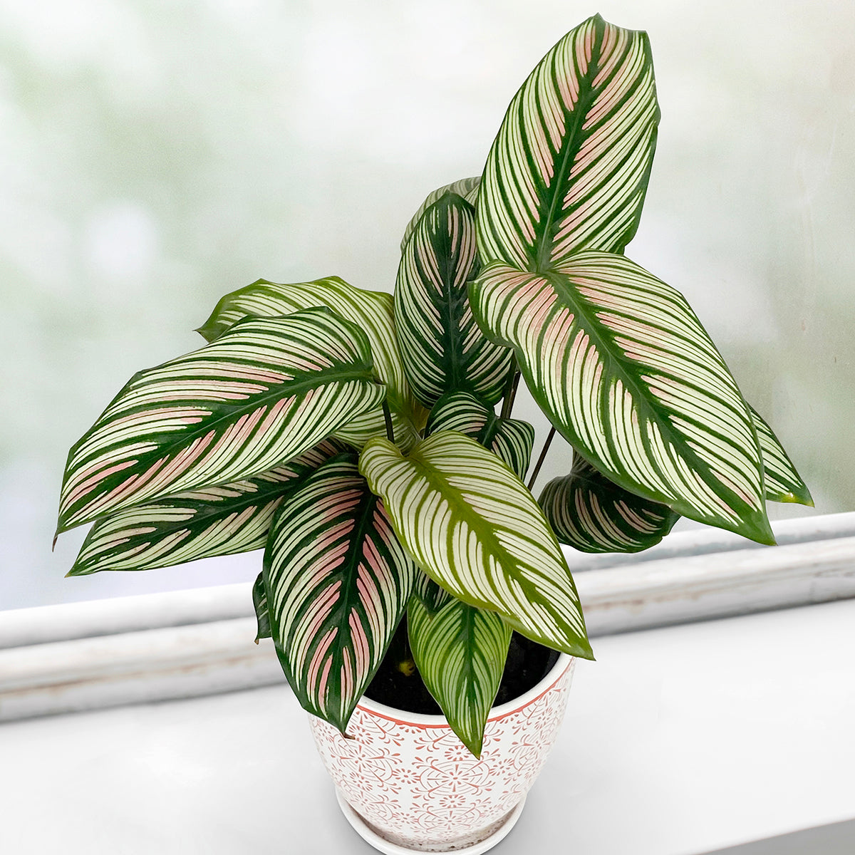 Calathea ‘White Star’ (Calathea majestica)