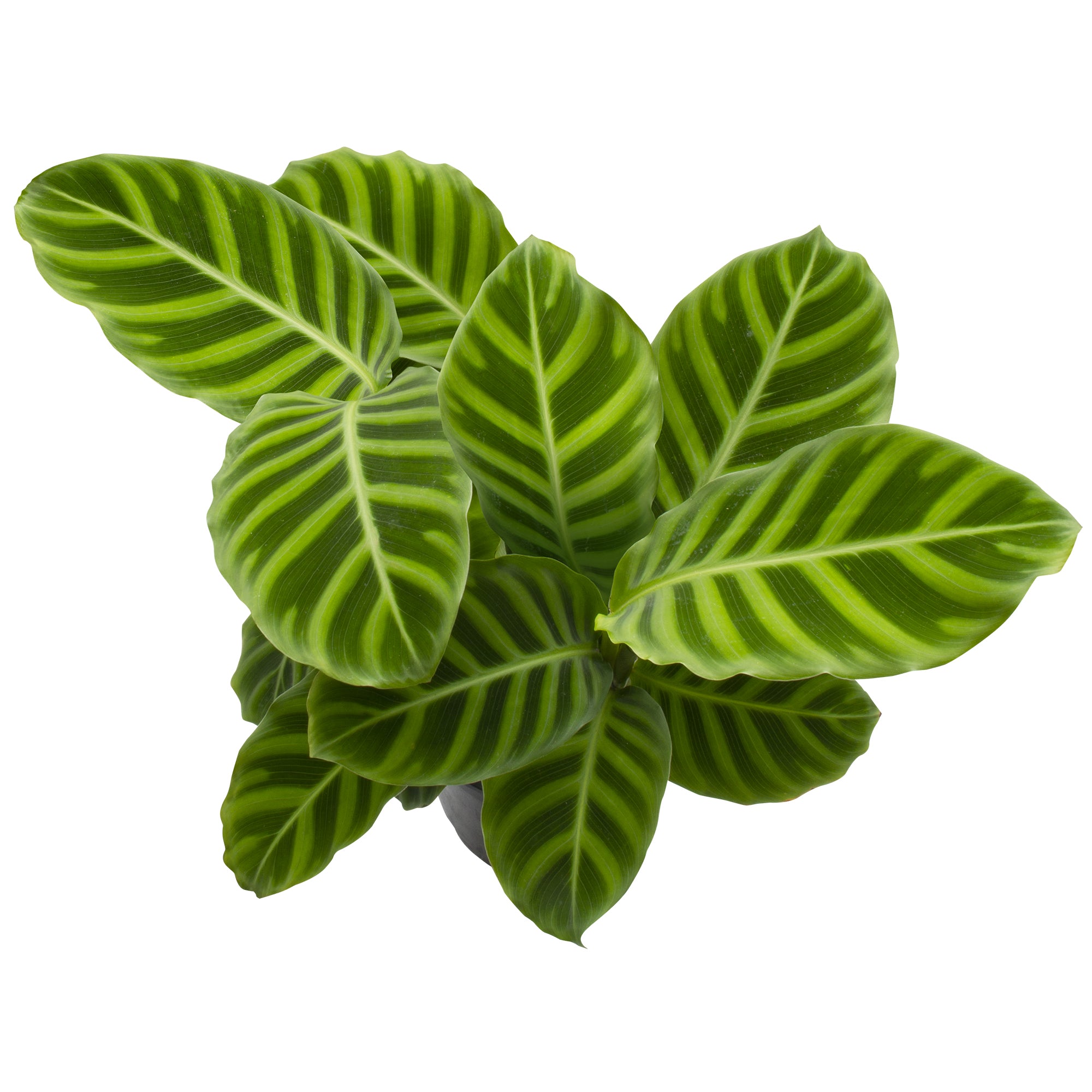 Zebra Plant Calathea (Calathea zebrina)