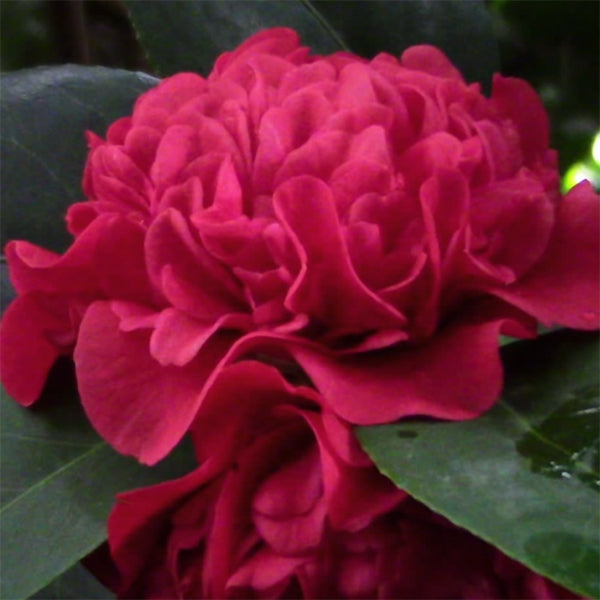 Camellias- https://www.youtube.com/watch?v=WsvZpi_sfqk