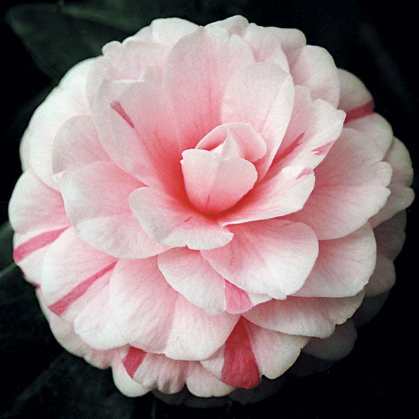 Camellia ‘April Dawn’ (Camellia japonica hybrid)