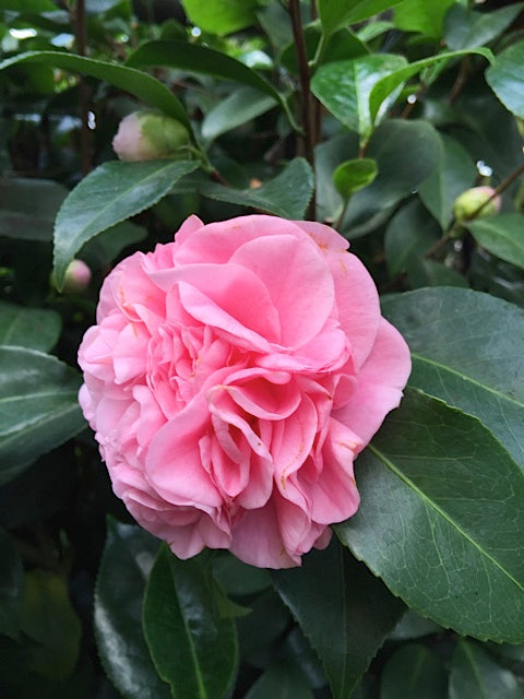 Camellia 'Debutante' (Camellia japonica hybrid)