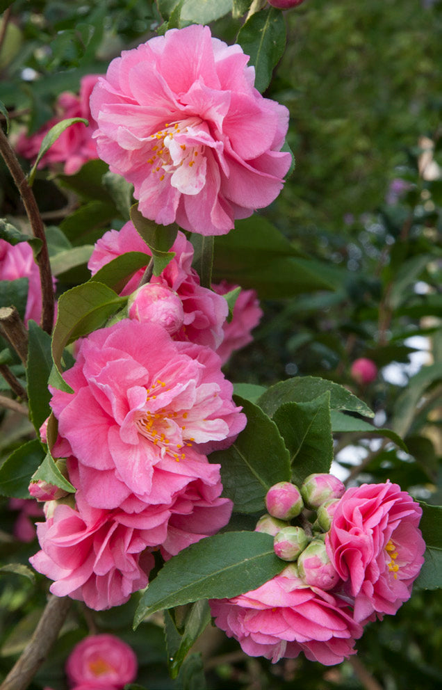 Camellia 'Fragrant Joy' (Camellia lutchuensis hybrid)