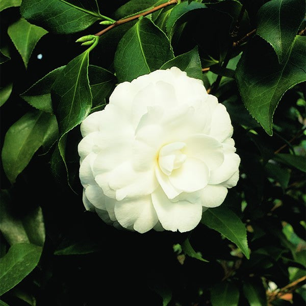 Camellia 'Purity' (Camellia japonica hybrid)