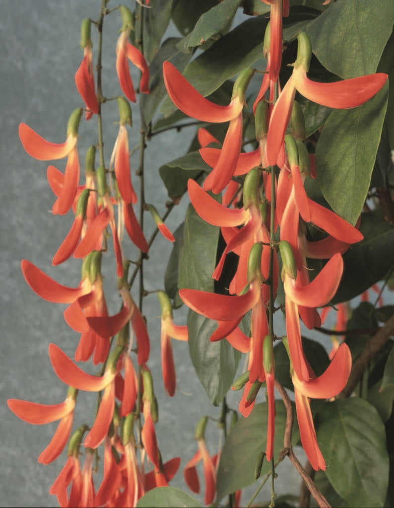 Brazilian Red Jade Vine (Camptosemma grandiflora)