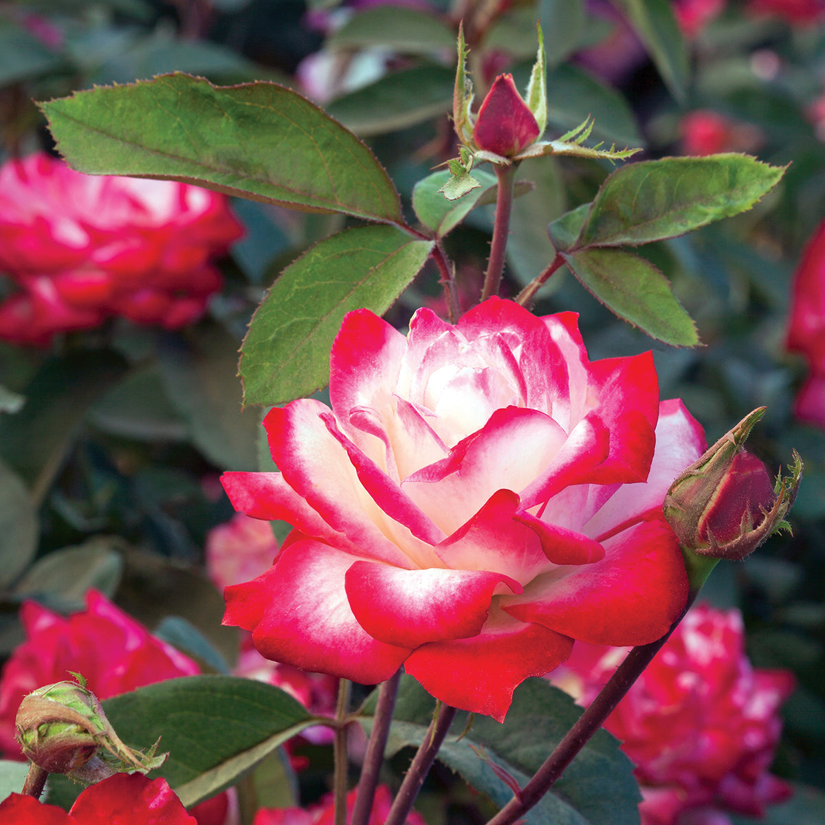 Rose Candy Cane Cocktail™ PP (Rosa hybrid)