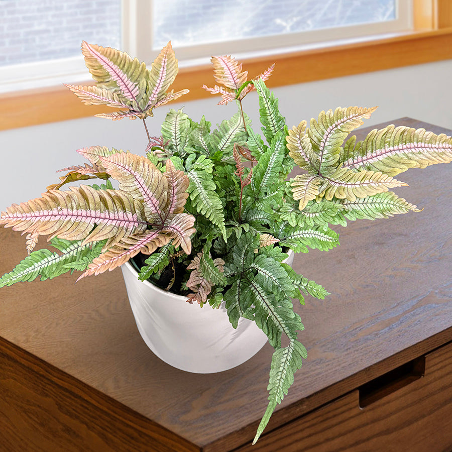 Candy Striped Brake Fern (Pteris aspericaulis var. tricolor)
