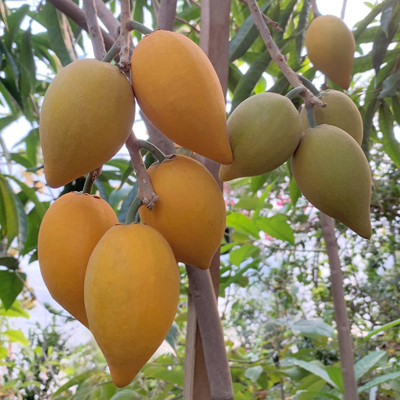 Canistel Tree ‘Fairchild’ (Pouteria campechiana)