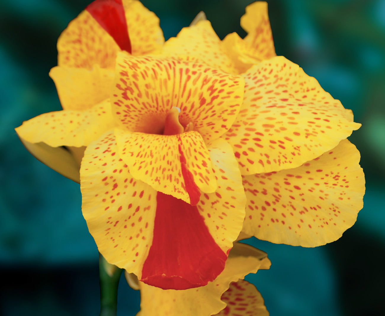 Canna ‘Cleopatra’ (Canna hybrid)