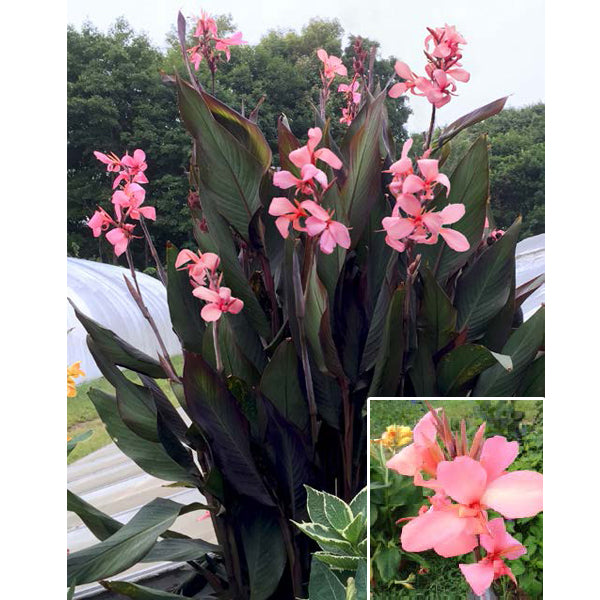 Canna ‘Blueberry Sparkler’ PP (Canna hybrid)