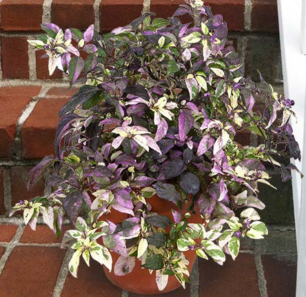 Purple Flash Ornamental Pepper (Capsicum ‘Purple Flash’)