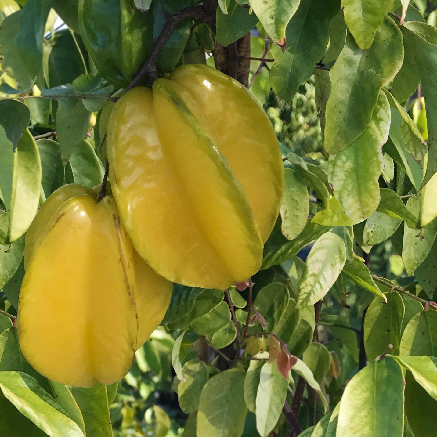 Star Fruit ‘Arkin’ (Averrhoa carambola hybrid)