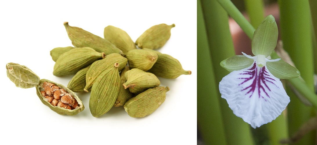 Green Cardamom (Elettaria cardamommum)